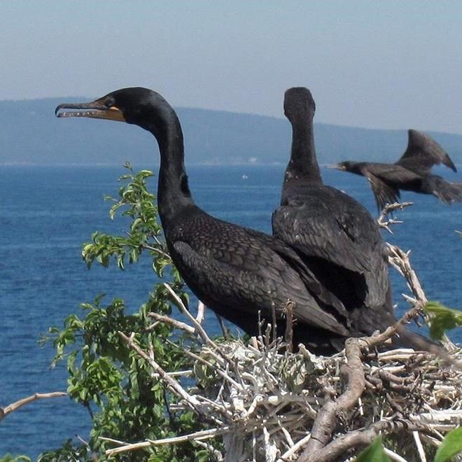 Nesting cormorants — and their droppings — have taken over a harbour in Nova Scotia
